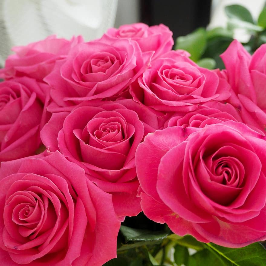 Rosen, Blumen, rosa Rosen, Rosenblüte, Blütenblätter, Rosenblätter, blühen, Flora, Natur, Blütenblatt, Nahansicht