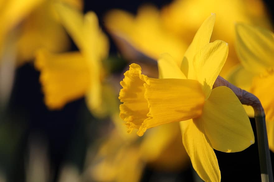 narcis, květ, rostlina, okvětní lístky, žlutý květ, jarní květina, jaro, začátek jara, předzvěst jara, zahrada, jarní louka