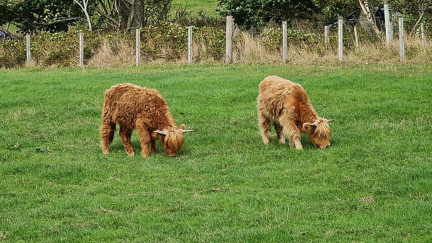 ハイランド牛、牛、スコットランド、動物たち、自然、子牛、放牧