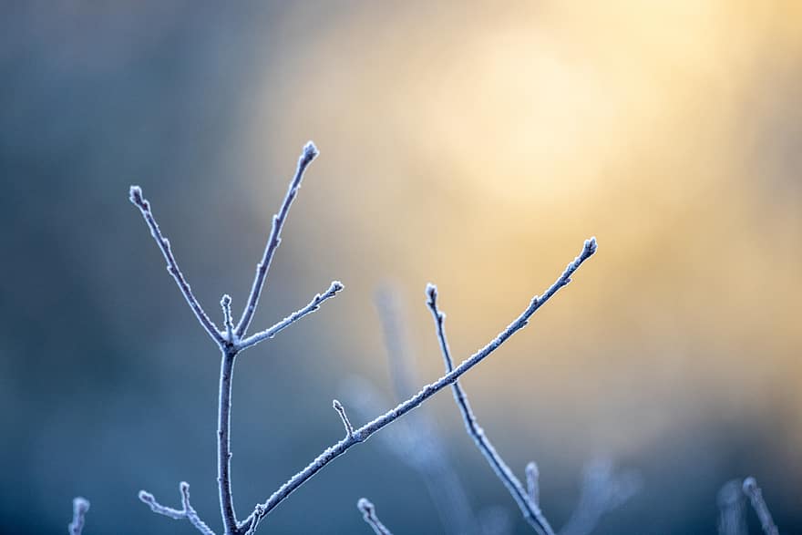 лед, природа, ветви, дерево, зима, мороз, время года, снег, прохладно, Погода, фон