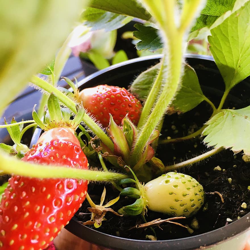 fruit, aardbeien, tuin-, de lente, natuur, blad, versheid, aardbei, detailopname, groene kleur, fabriek