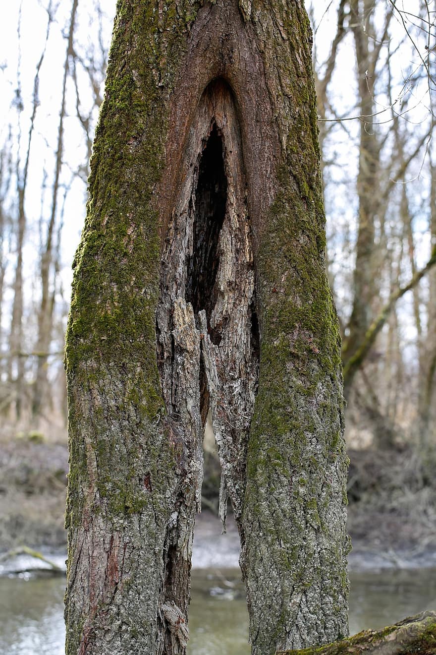 arbre, forat, fusta, molsa, escorça, tronc de l'arbre, resistent, bosc, naturalesa, branca, vell