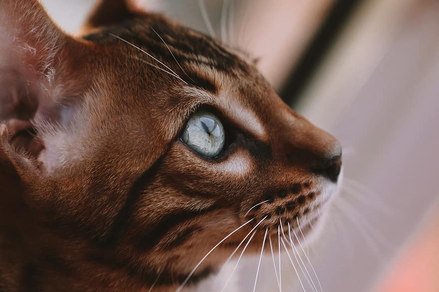 macska, házi kedvenc, Bengália, macskaféle, állat, szőrme, cica, belföldi, házimacska, macska portré, állati világ