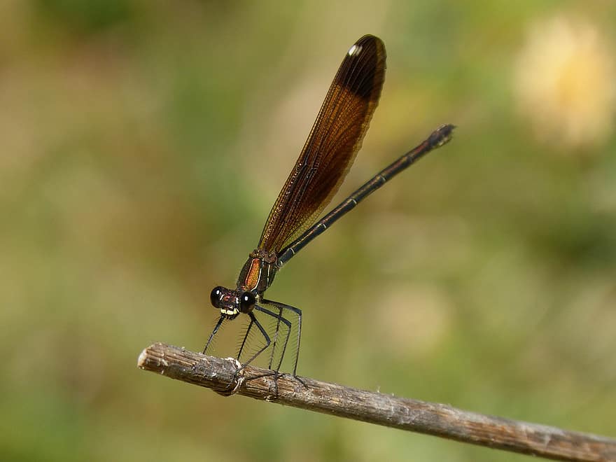 dragonfly, damselfly, insekt, calopteryx haemorrhoidalis, natur