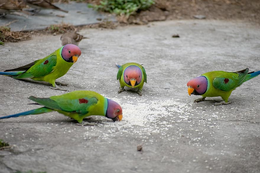 parakeets, besleme, kuşlar, doğa, kuş, Kuş gözlemciliği, fauna, hayvan dünyası, çok renkli, gaga, tüy