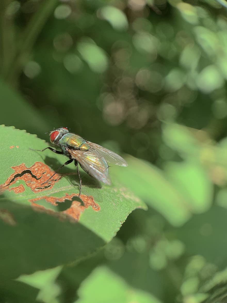 πράσινη μύγα φιάλης, έντομο, lucilia sericata, housefly, φύση