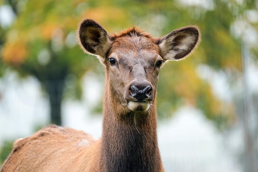 Wapiti, Head, Animal, Elk, Female Elk, Female Wapiti, Mammal, Wildlife, Animal World