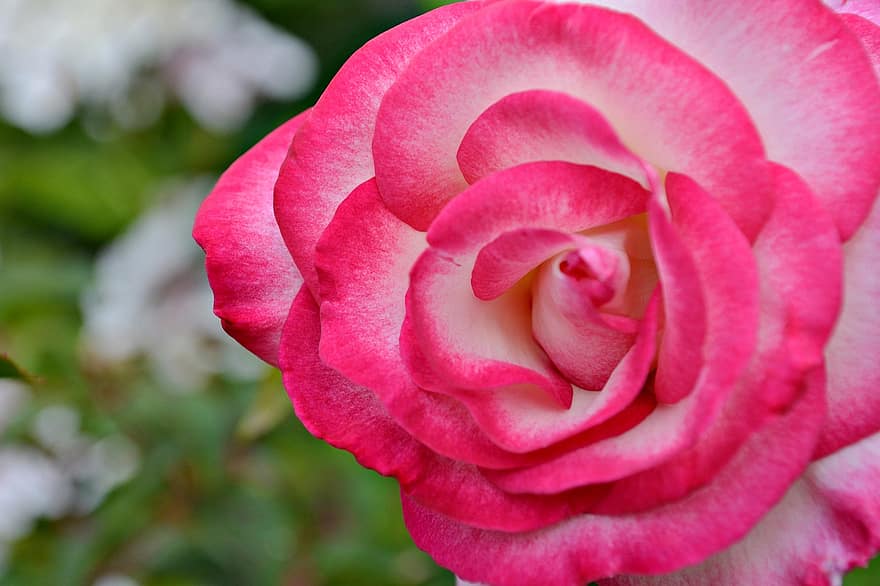 ruusu-, kukka, kasvi, pinkki ruusu, vaaleanpunainen kukka, terälehdet, kukinta, puutarha, luonto, kesä