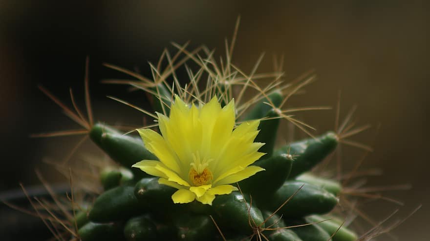 fleur, cactus, botanique, macro, pétales, Mammillaria Longimamma, désert