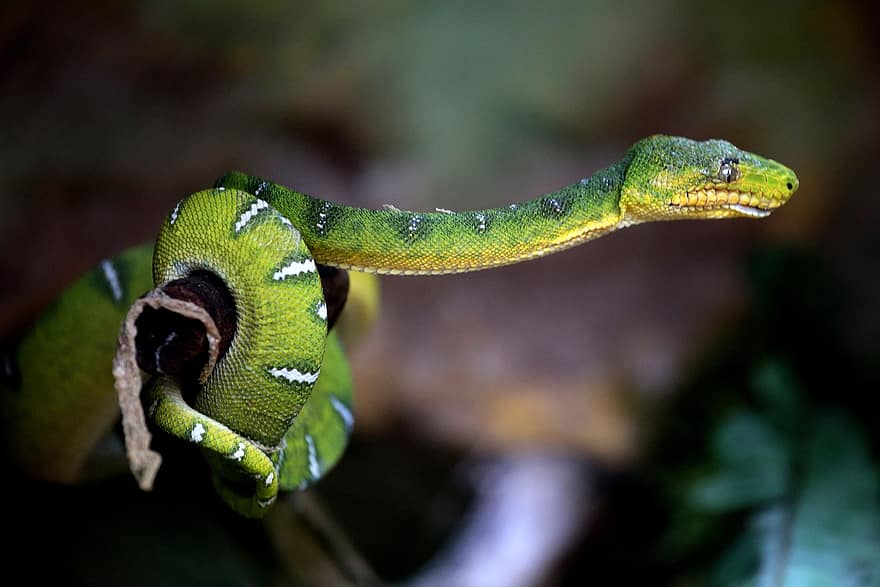 ular, reptil, binatang di alam liar, ular berbisa, merapatkan, beracun, warna hijau, bahaya, kepala hewan, spesies langka, makro