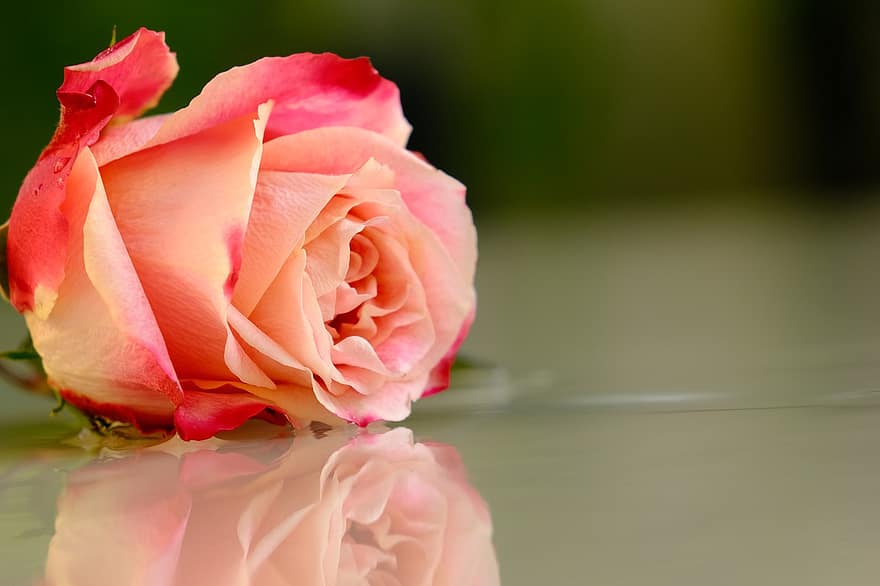 Rose, pinke Rose, Blume, pinke Blume, Blütenblätter, rosa Blütenblätter, blühen, Flora, Rosenblätter, Rosenblüte, Natur