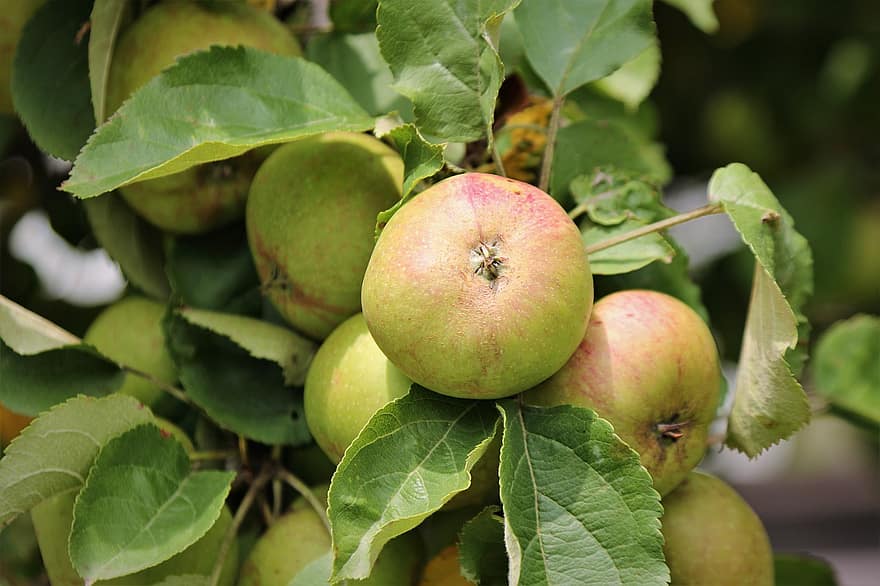 obuoliai, Obuolių medis, vaisiai, subrendęs