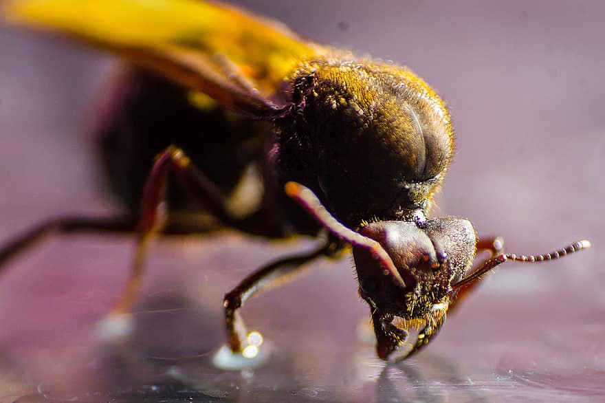 μυρμήγκι, έντομο, ζώο, Φυλλοκόπτης Αντ, Atta Laevigata, άγρια ​​ζωή, διατηρούνται, απεικόνιση, closeup, macro, γκρο πλαν