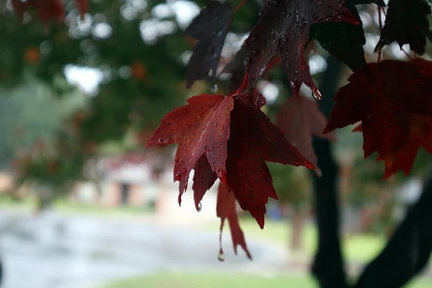 maple merah, Daun-daun, jatuh, ranting, pohon, hujan, basah, musim gugur, alam, bokeh, daun