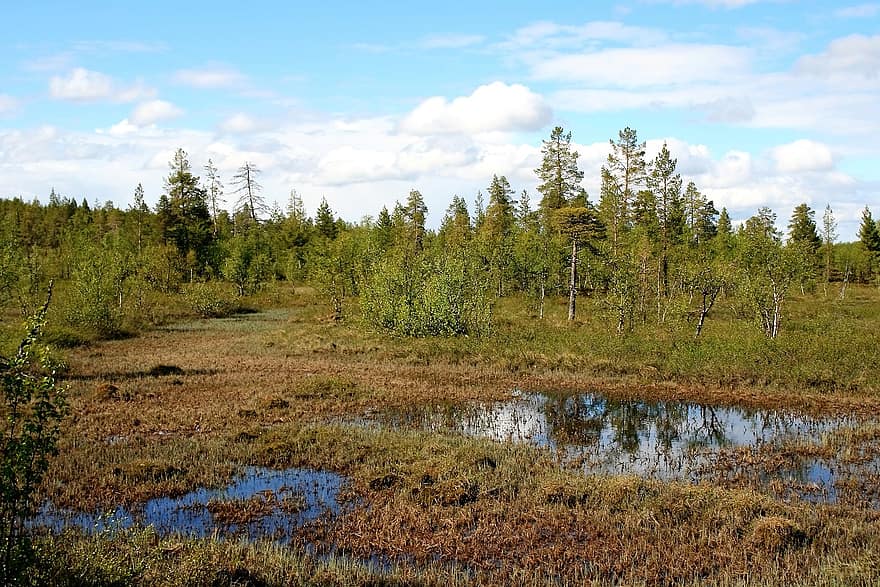bažina, mokřadů, stromy, voda, trávy, divočina, tajga, krajina, Příroda, scénický, Laponsko