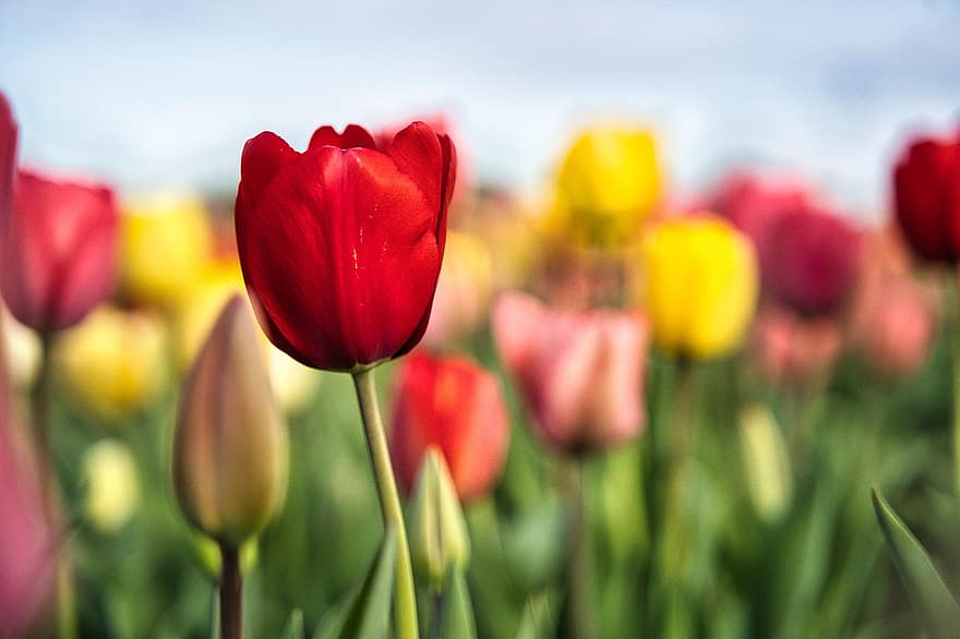 tulipes, flors, camp, primavera, flors de primavera, tulipa, flor, planta, estiu, cap de flor, multicolor