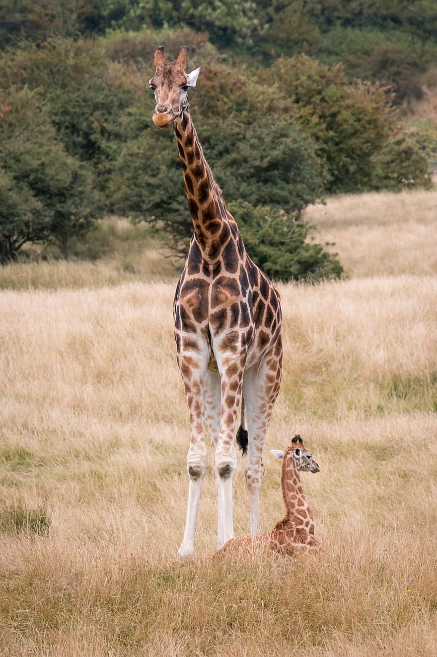 giraffe, lange nek, zoogdier, park, struik, dieren in het wild, staand, wildernis, safari, reserveren, natuur