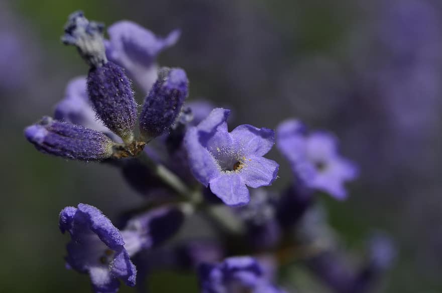 bunga-bunga, berkembang, botani, mekar, lavender