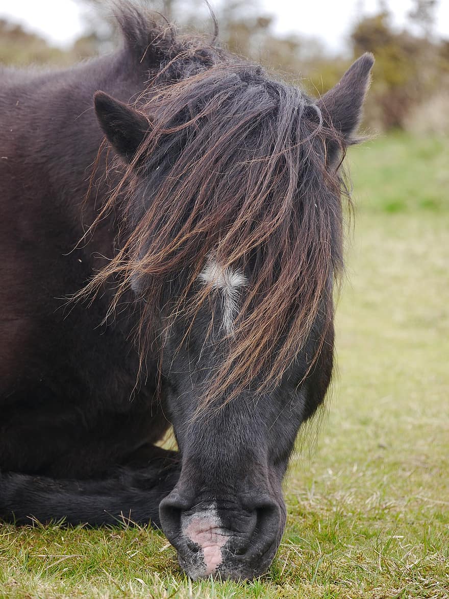 ponny, shetland ponny, gräs, bondgårdsdjur, djur-, häst-, häst, bruka, landsbygden scen, äng, bete