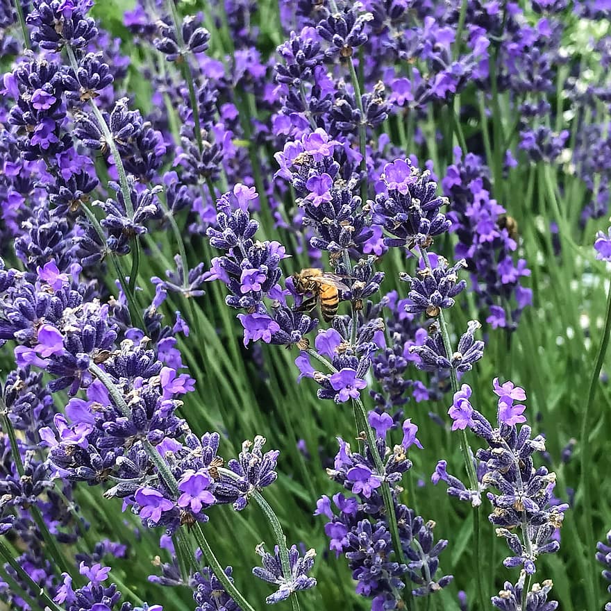 ดอกไม้, ช่อลาเวนเดอร์, สีม่วง, ผึ้ง, แมลง, สวน
