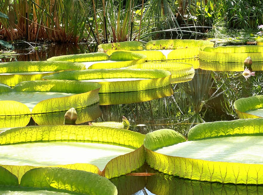 гигантска водна лилия, подложки за лилии, езерце, водна лилия, водно растение, размисъл, вода, природа, градина, парк, Бали