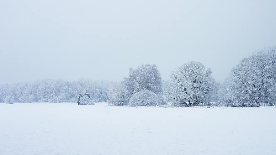 자연, 겨울, 시즌, 눈, 목초지, 들, 숲, 나무, 겨울 풍경, 눈이 내리는, 쌀쌀한