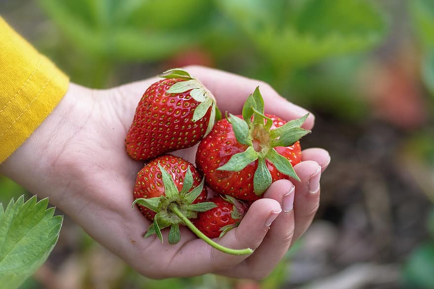 des fraises, bio, main, doigt, bras, fruit, vitamines, régime, végétalien, en bonne santé, fruits