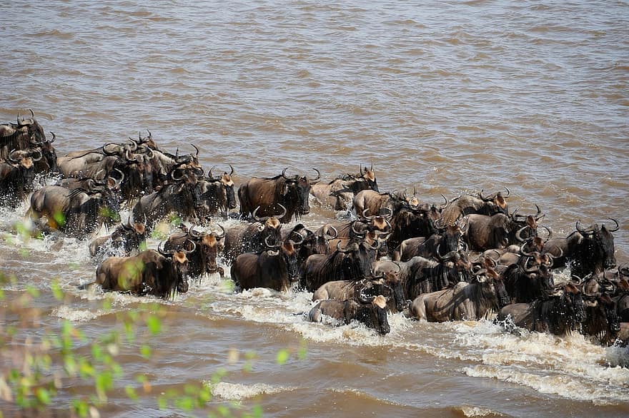mara floden, gnu, korsning, migration, tanzania, serengeti, djur