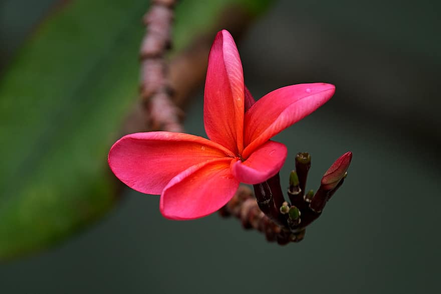 rød frangipani, blomst, plante, rød blomst, plumeria, frangipani, knopper, kronblade, flor, tæt på, blad