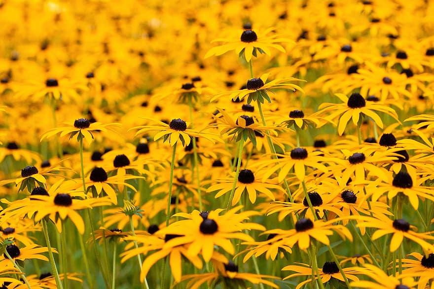 naturaleza, campo, las flores, Flores amarillas, coneflowers, Susan de ojos negros, Rudbeckia Hirta, floración, flor, planta floreciendo, planta ornamental