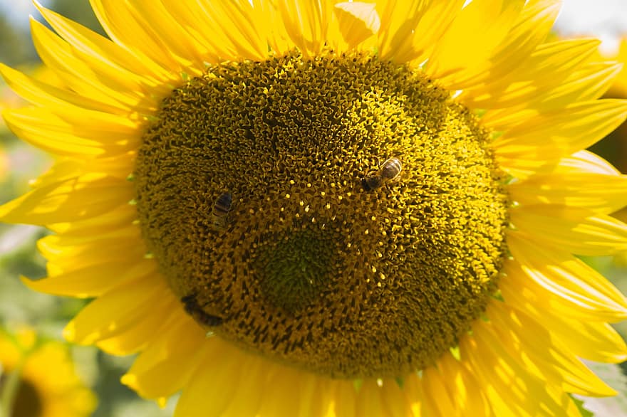 Sunflower, Face, Bees, Smiley, Flower, Vegetable, Summer, Smile, Flowers