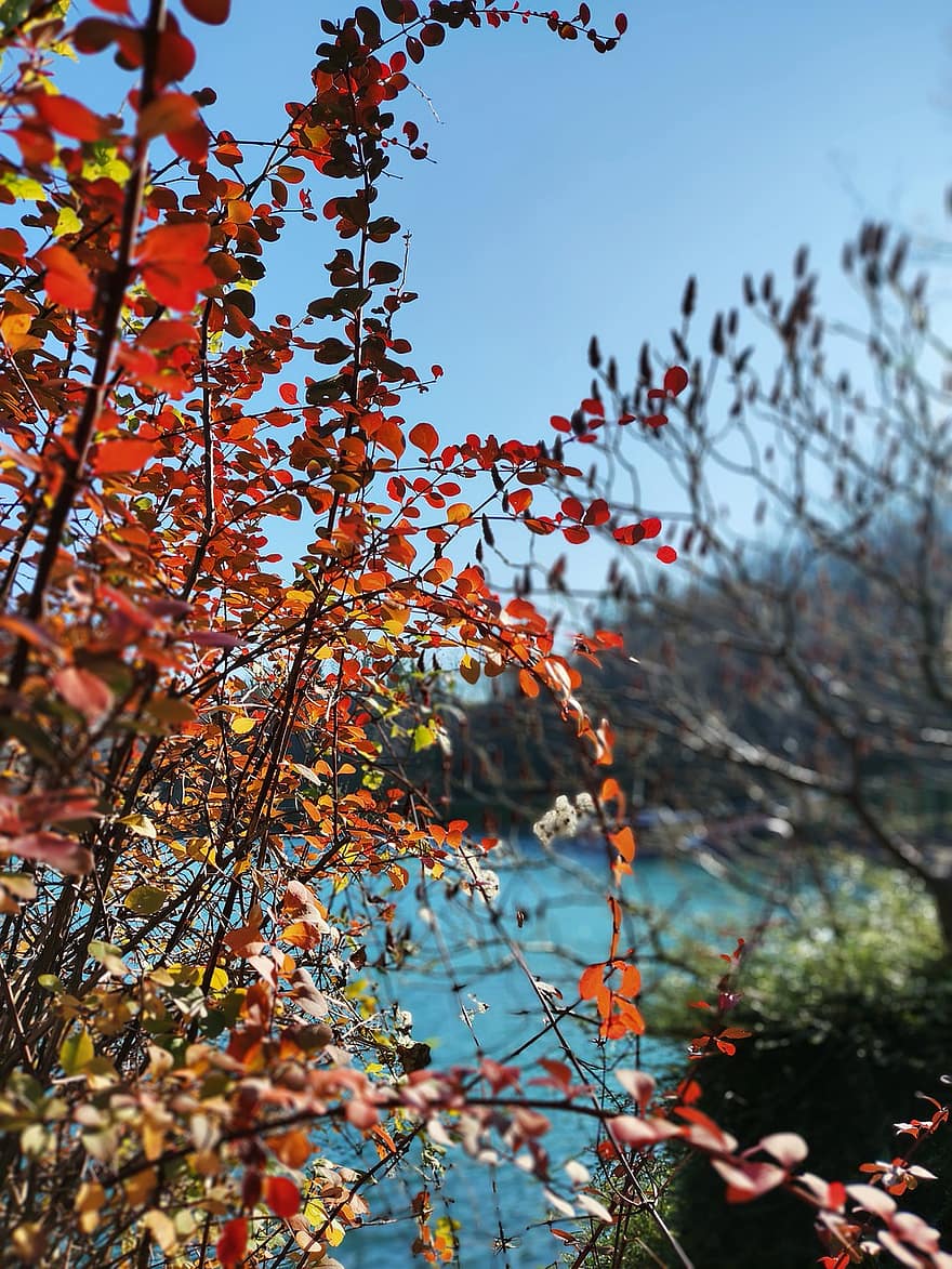 自然、秋、葉、湖