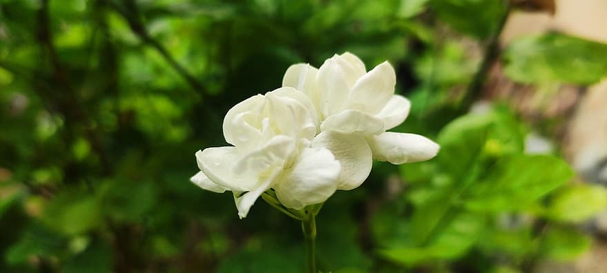 gelsomino, fiore, pianta, gelsomino arabo, fiore bianco, petali, fioritura, natura