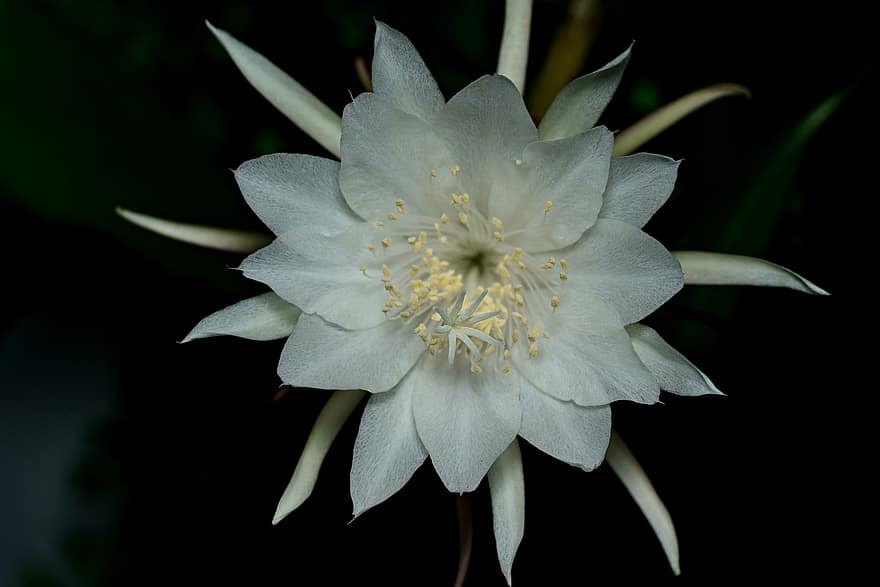 cactus asemănător viței de lună, floare, floră, natură, Selenicereus Spinulosus, a închide, plantă, frunze, petală, cap de floare, vară