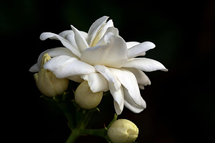 Jasmin blomma, blomma, växt, vit blomma, doftande blomma, kronblad, knoppar, flora, natur