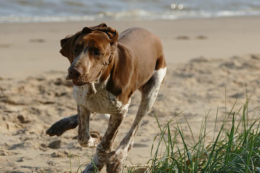 개, 바닷가, 운영, 달리는, 달리는 개, Bracco Italiano, 경주, 장난, 놀이, 연주하다, 사냥개