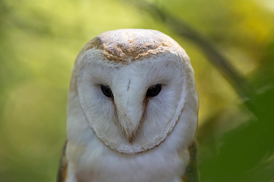 Owl, Barn Owl, Bird, Bird Of Prey, Falconry, Animal, Wildlife, Wilderness
