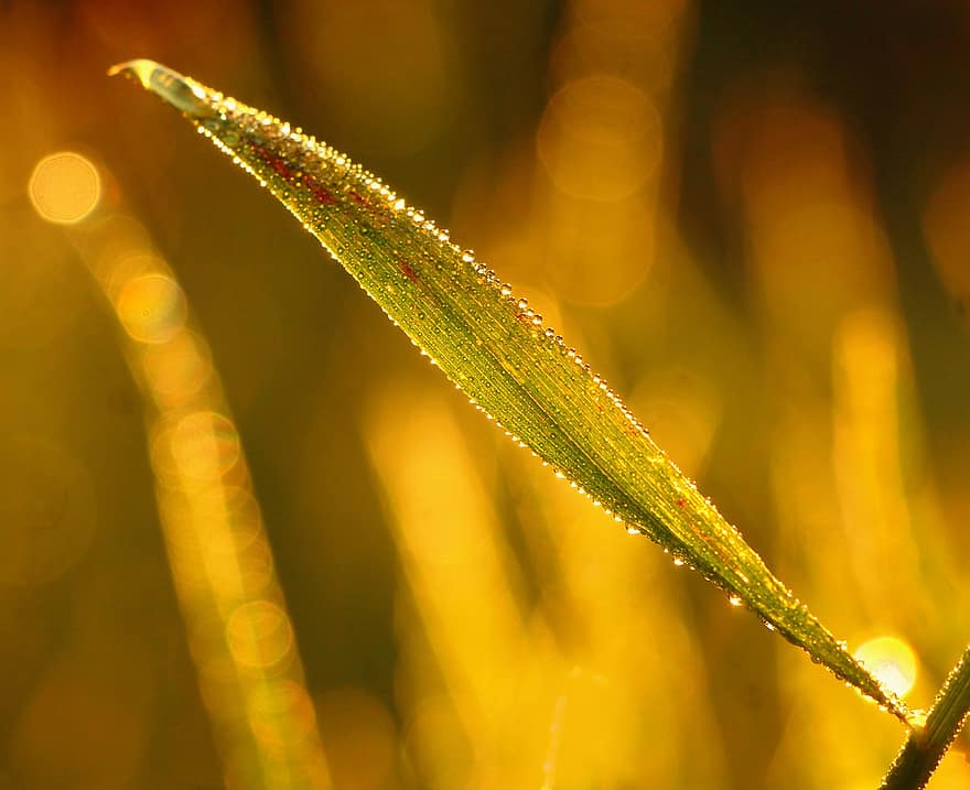 Grass, Leaf, Plant, Dew, Drops, Blade Of Grass, Nature, close-up, macro, green color, drop