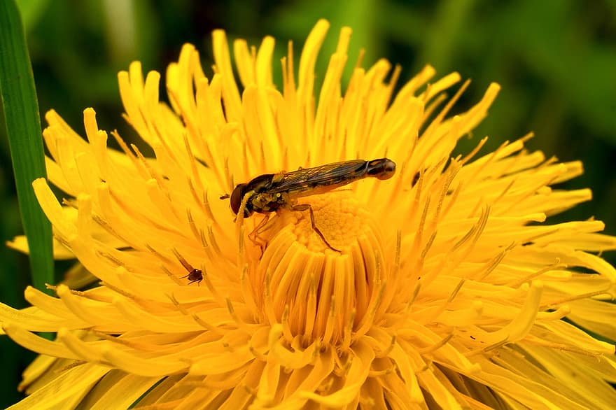 Dandelion, Fly, Pollination, Flower, Insect, Nature, Flora, Close Up, close-up, yellow, macro