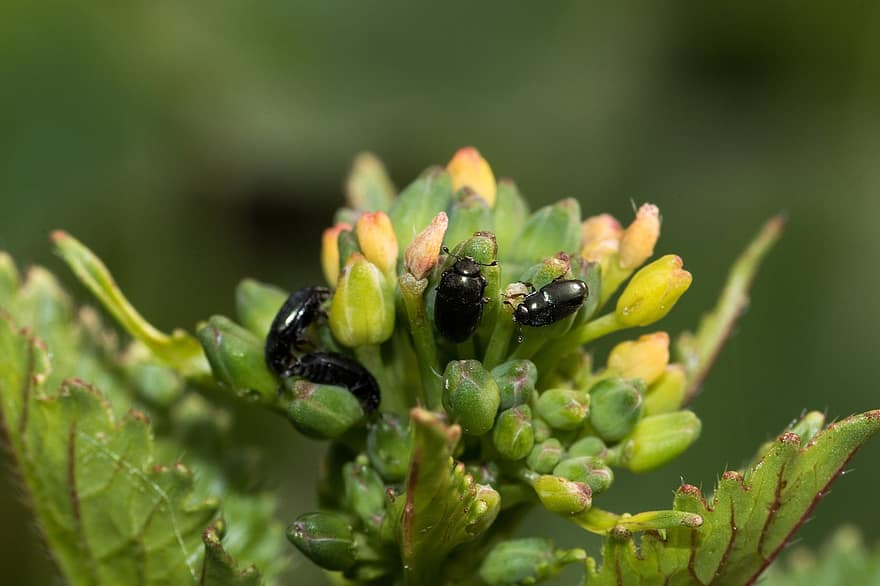 Kumbang Pemerkosaan, kumbang, makro, serangga, alam, merapatkan, menanam, lobak, lobak berbunga