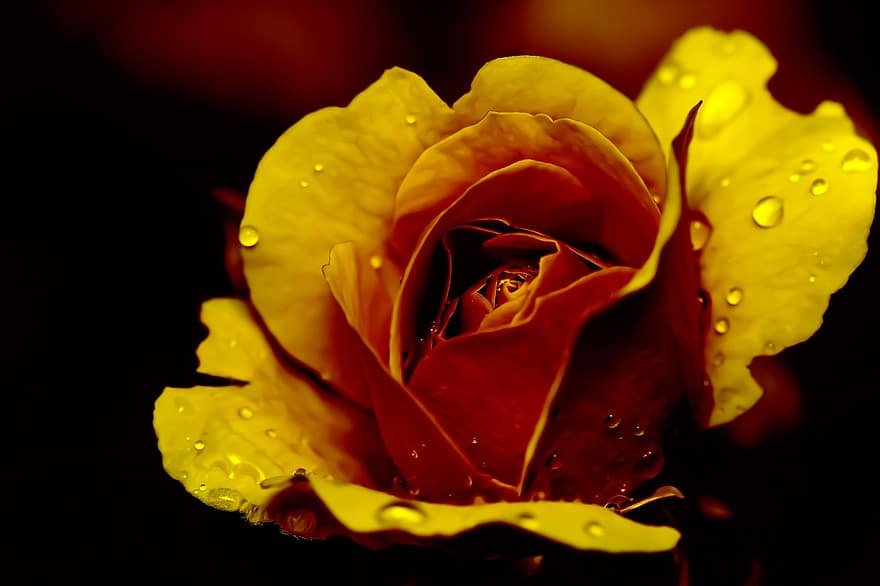ruusu-, hellä, romanttinen, sade, vesipisara, äitien päivä, Ystävänpäivä, rakkaus, kauneus, symboli, tausta