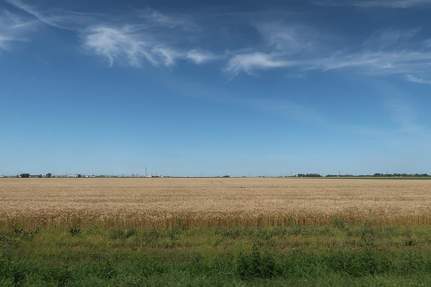 пшеница, поле, сельская местность, ферма, пахотные земли, сельхозугодий, равнины, сельское хозяйство, Северная Дакота