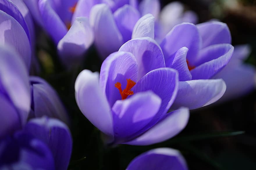 crochi, fiori, fiori viola, petali, petali viola, fiori di primavera, natura, fiorire, fioritura, flora, fiore