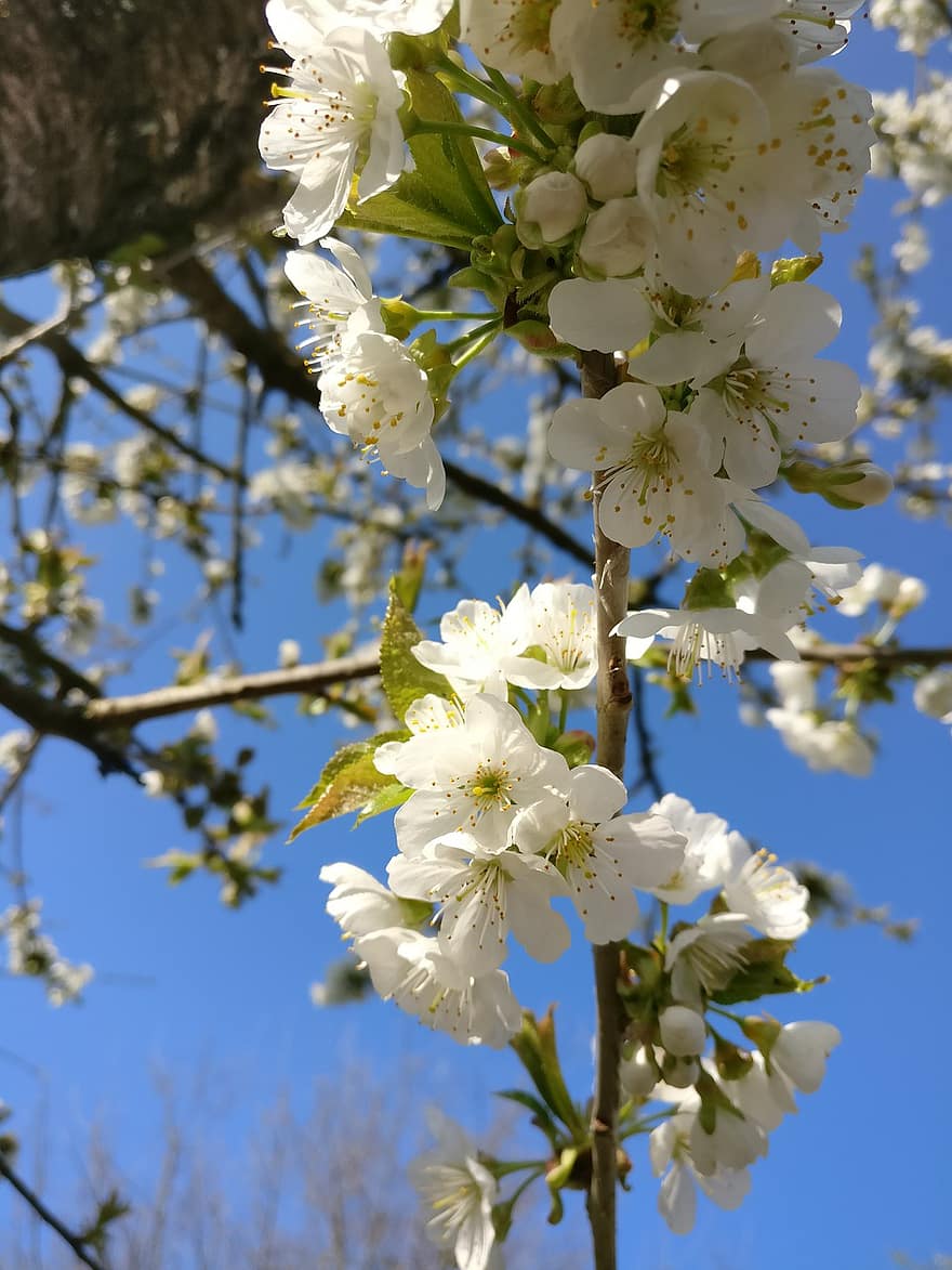 kirsikkapuu, kukka, kukinta, valkoinen