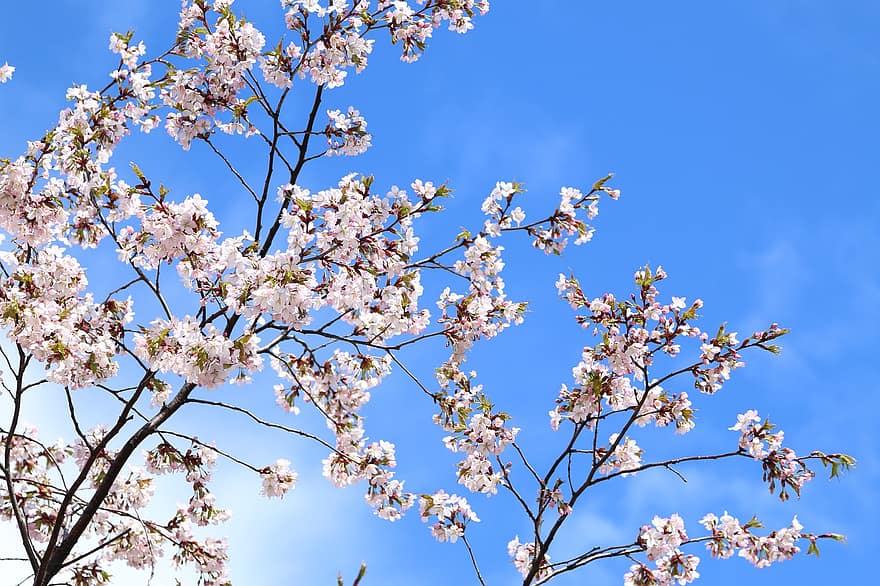 árbol, las flores, sakura, ramas, Cereza, Flores de cerezo