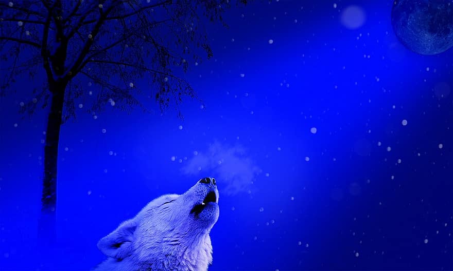 zimowy, zimno, noc, księżyc, Wilk