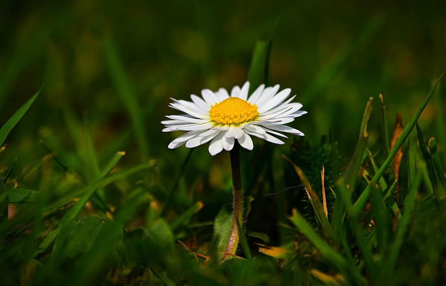 Common Daisy, Flower, Wildflower, White Flower, Plant, Grass, Spring Time, Nature, summer, green color, meadow