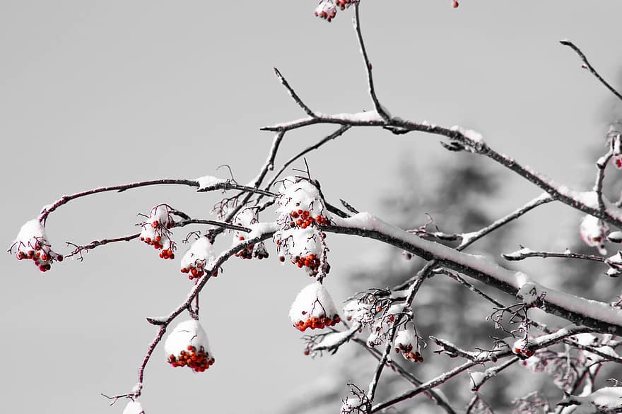 зима, Neige, дерево, природа, Альпы, Франция, ветка, время года, крупный план, снег, лист