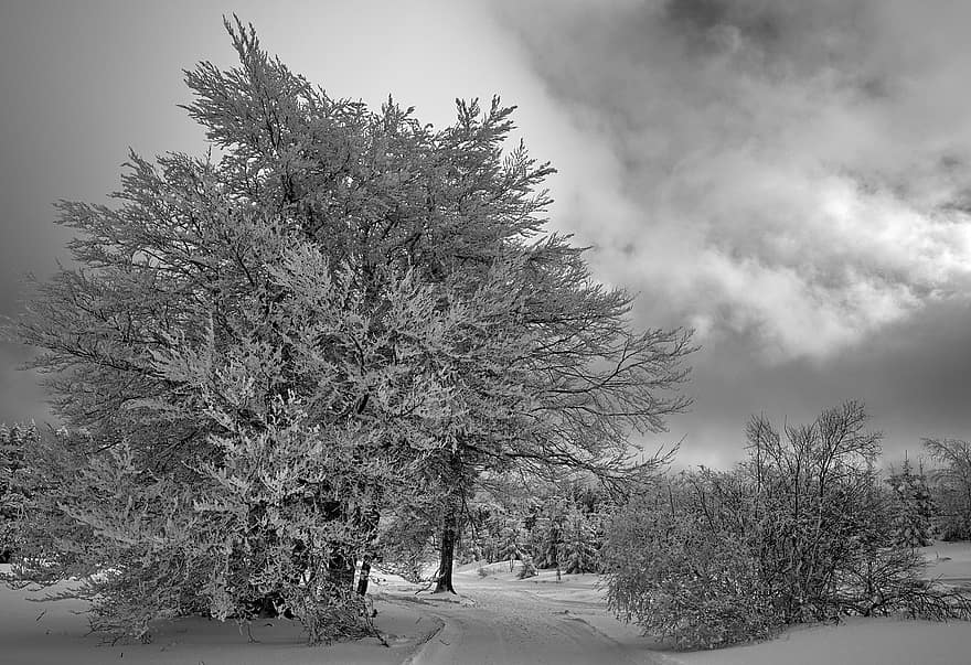 fák, útvonal, erdő, hó nyomvonal, téli, Sauerland, Snow High Heath