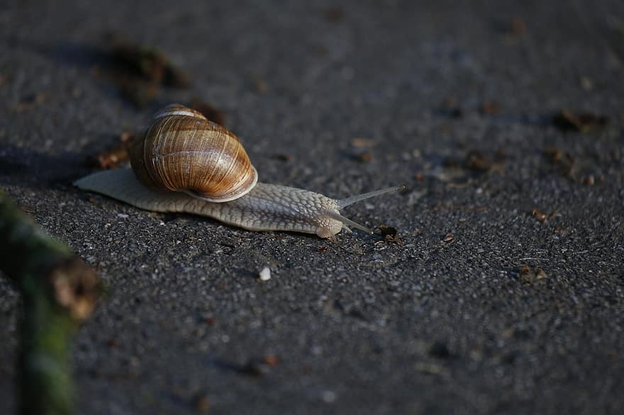 Snail, Shell, Sensor, Slow, Mollusc, To Crawl, close-up, slimy, gastropod, crawling, mollusk